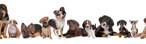Jobs in Happy Tails Dog Behavior & Training - reviews